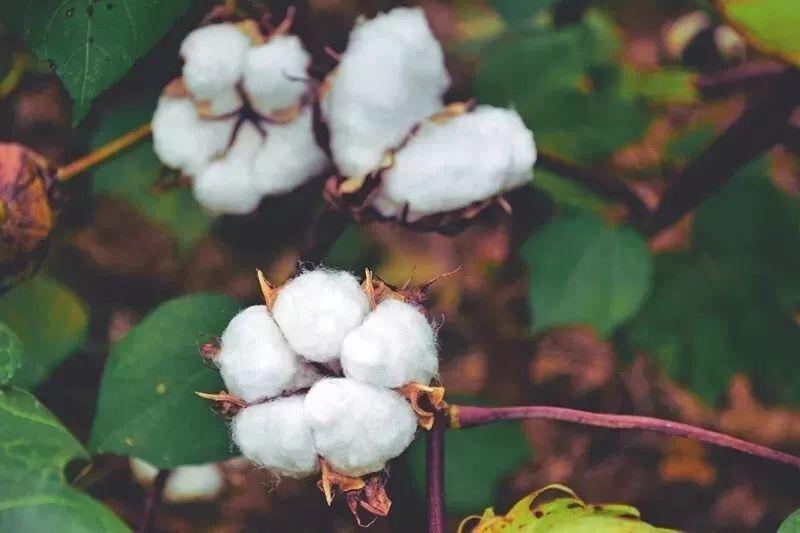 世界杯下单平台网站官网医纺